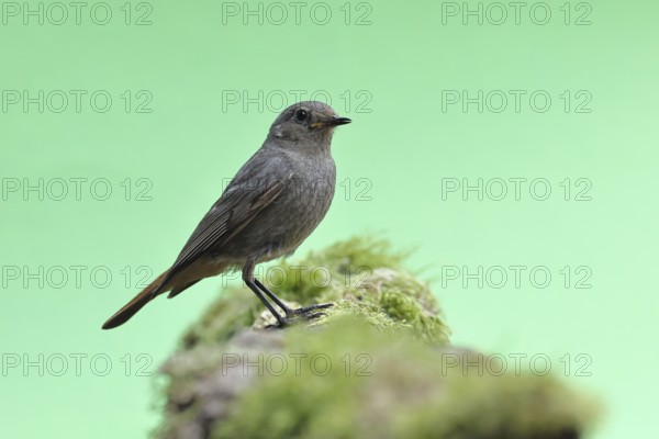 Black redstart (Phoenicurus ochruros), female on a moss-covered tree stump in a garden, Wilnsdorf,