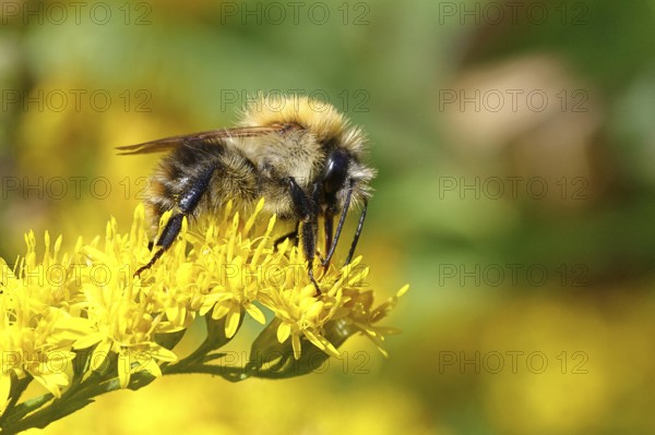 Field bumblebee (Bombus pascuorum), collecting nectar on a Solidago canadensis (Solidago