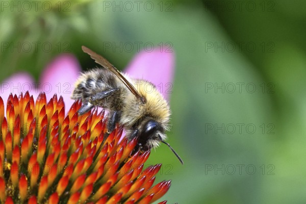 Field bumblebee (Bombus pascuorum), collecting nectar on a purple coneflower (Echinacea purpurea),