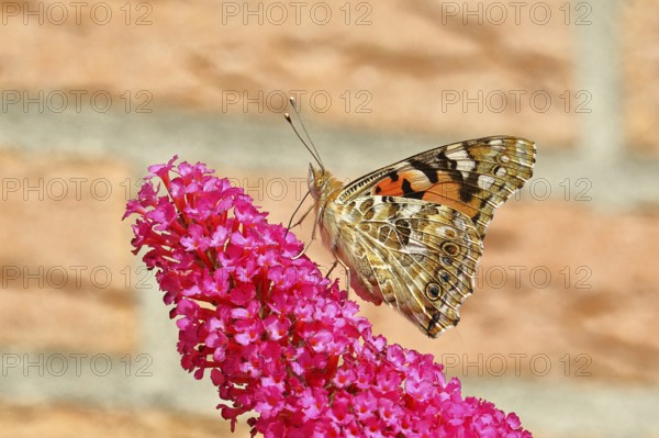 Thistle butterfly (Vanessa cardui) on a flower of the summer lily (Buddleja davidii), wings closed,