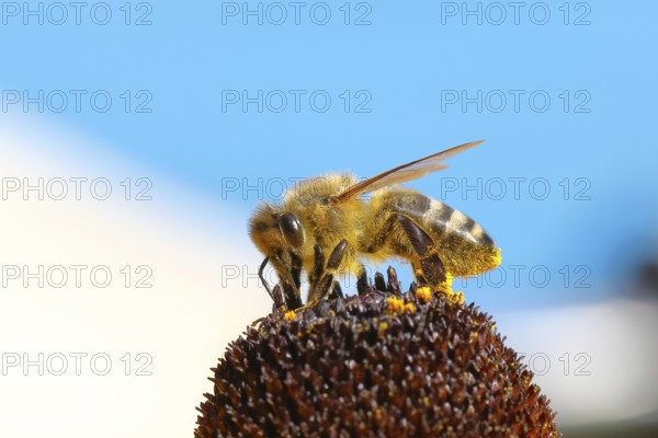 European honey bee (Apis mellifera), collecting nectar from a flower of the yellow coneflower
