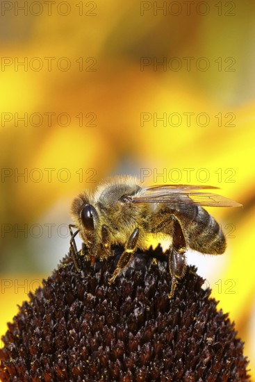 European honey bee (Apis mellifera), collecting nectar from a flower of the yellow coneflower