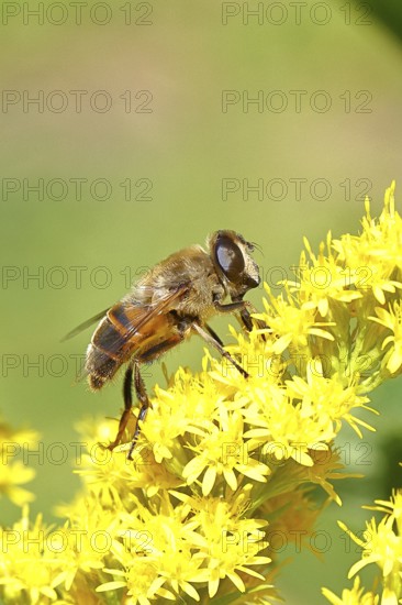 Dung bee (Eristalis tenax), collecting nectar from a yellow flower of goldenrod (Solidago), in a