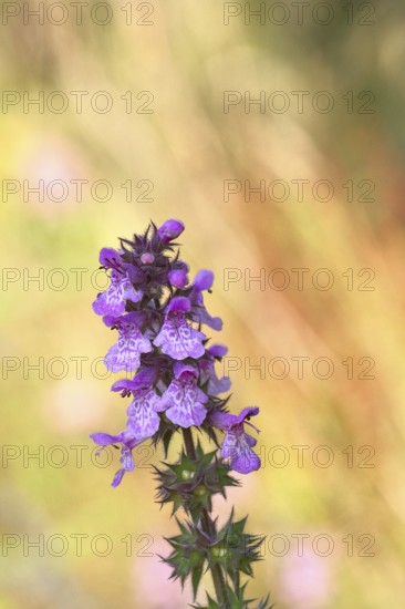 Forest willow (Stachys sylvatica), flower, inflorescence on a forest path, the plant was formerly