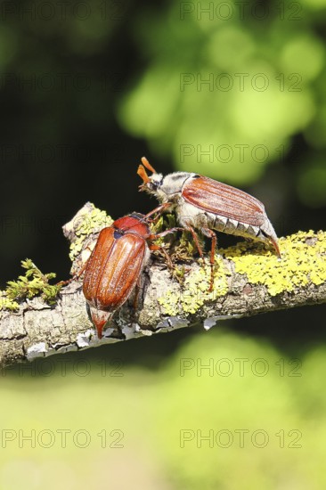 May beetle, wood cockchafer (Melolontha hippocastani), male and female, on a lichen-covered branch,