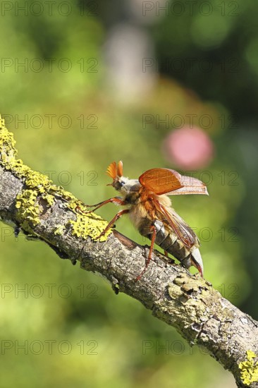 May beetle, wood cockchafer (Melolontha hippocastani), male with spread wings, on a branch covered