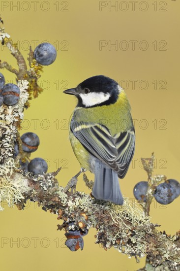 Great tit (Parus major), sitting on a branch in a blackthorn bush, (Prunus spinosa), sloes, with
