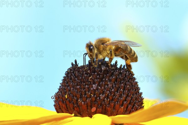 European honey bee (Apis mellifera), collecting nectar from a flower of the yellow coneflower