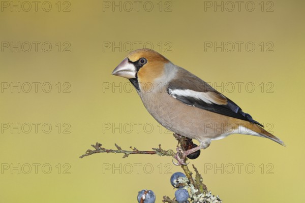 Hawfinch (Coccothraustes coccothraustes), male, sitting on a branch in a blackthorn bush, (Prunus