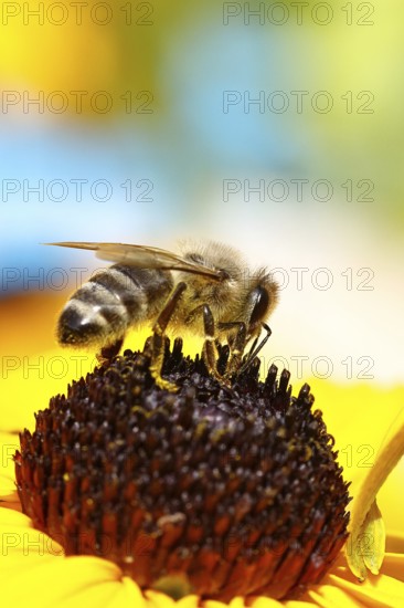 European honey bee (Apis mellifera), collecting nectar from a flower of the yellow coneflower