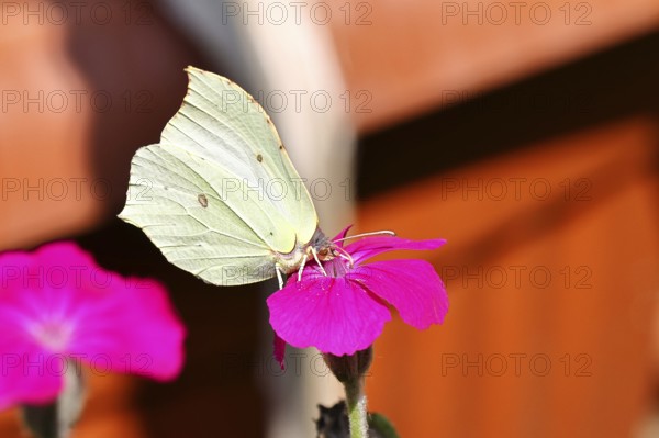 Lemon butterfly (Gonepteryx rhamny) on crown campion (Lychnis coronaria), in a nature garden,