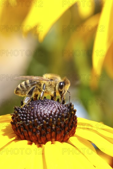 European honey bee (Apis mellifera), collecting nectar from a flower of the yellow coneflower