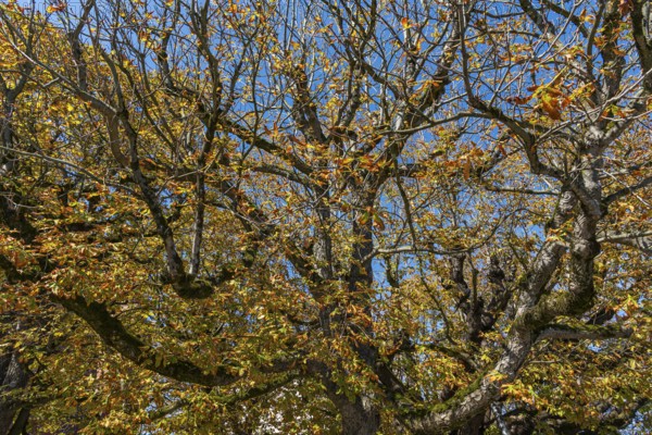 Chestnut tree with autumn leaves