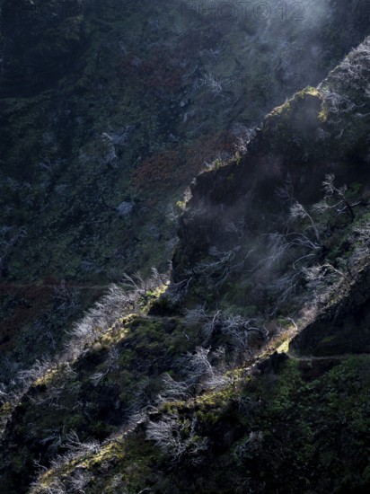 Burnt trees in fog, along hiking trail PR 1, 2 to Pico Ruivo, fog, Madeira, Portugal
