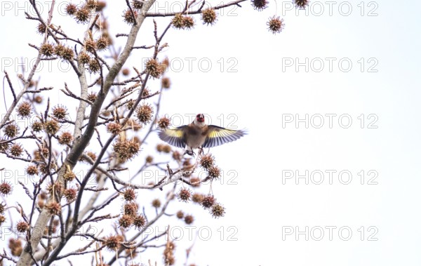 Goldfinch in flight, sweet gum tree, winter, Germany