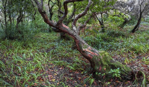 Laurel trees (Ocotea foetens) overgrown with moss and plants, old laurel forest, Laurisilva,
