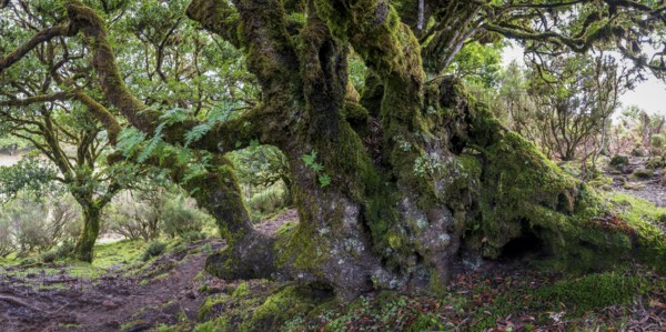 Laurel trees (Ocotea foetens) overgrown with moss and plants, old laurel forest, Laurisilva,