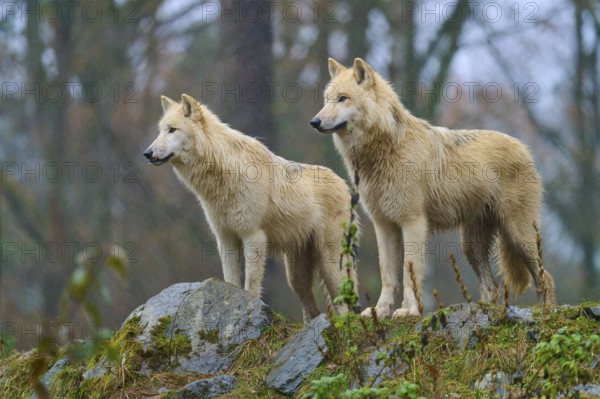 Two wolves standing in the rain on rocky ground in a misty and autumnal forest scenery, Arctic wolf