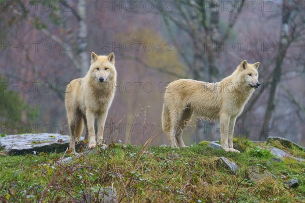 Wolves stand in a misty forest, surrounded by saturated autumn colours and damp ground in the rain,