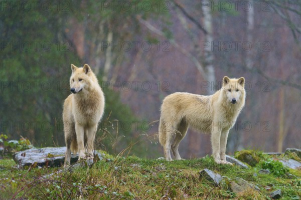 Two white wolves standing vigil in the rain in a foggy and humid autumn environment, Arctic wolf
