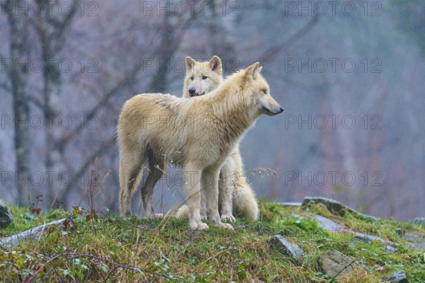 One wolf leaning against another in the rain in a misty autumn landscape full of soft sounds,