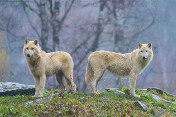 Two white wolves in the rain in a misty autumn forest, surrounded by damp leaves and dull colours,