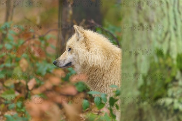 A wolf partially hides behind a tree in autumn forest and looks to the side, Arctic wolf (Canis