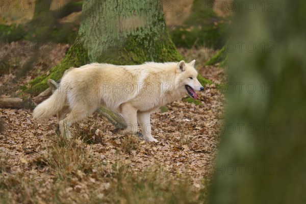 A beige and white wolf moves through a leaf-covered forest floor, Arctic wolf (Canis lupus arctos),