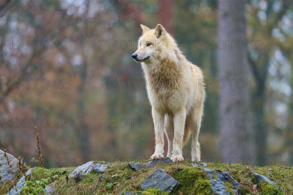 A wolf stands on a hill in autumn forest in the rain and looks majestically into the distance,