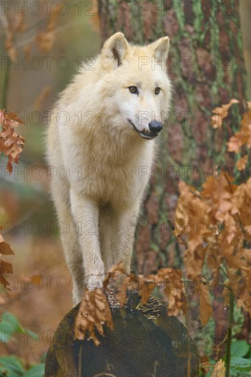 A wolf balancing on a tree stump in autumn forest, attentive and curious, Arctic wolf (Canis lupus