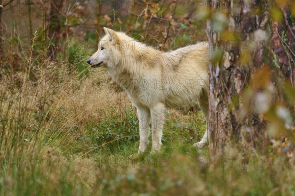 A beige-grey wolf looks to the side in a natural, autumnal forest area, Arctic wolf (Canis lupus