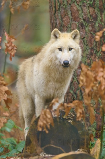 A wolf stands on a tree stump in autumn forest and looks alert, Arctic wolf (Canis lupus arctos),