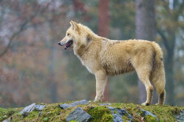 A wolf looks into the distance from the rocky ground in a forest, Arctic wolf (Canis lupus arctos),