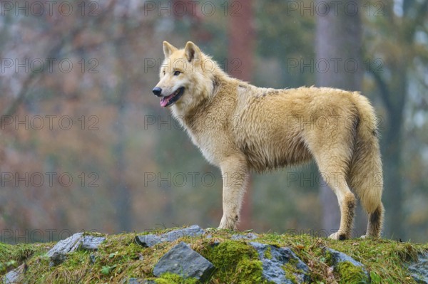 A standing wolf in the rain on a rock with autumn forest in the background, Arctic wolf (Canis