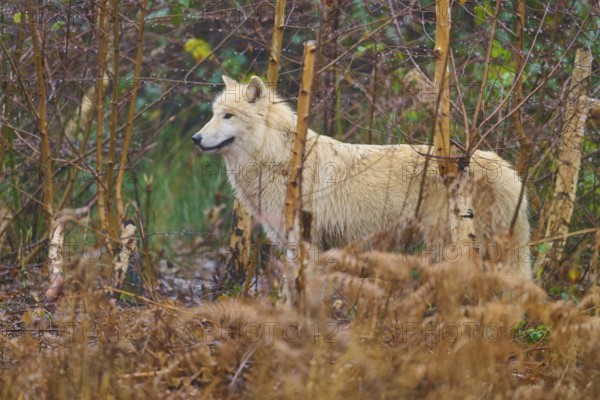 A wolf stands in the forest between dry undergrowth, embedded in the autumn atmosphere, Arctic wolf