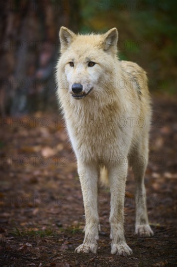 An attentive wolf stands on leafy ground in autumn forest, Arctic wolf (Canis lupus arctos),