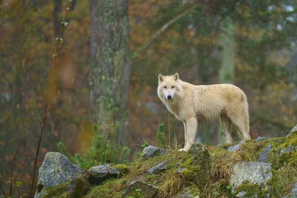 Wolf standing majestically in the rain on rocks in a misty forest, Arctic wolf (Canis lupus