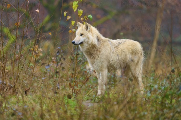 A lone wolf stands in autumn forest between trees and foliage, Arctic wolf (Canis lupus arctos),
