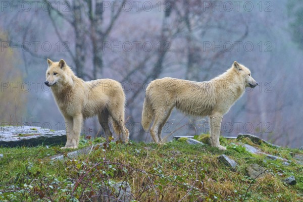 Two wolves standing back to back in the rain, embedded in an autumnal forest landscape, Arctic wolf