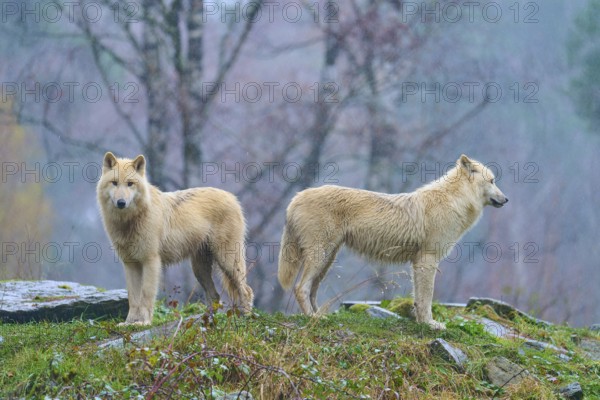 Two white wolves standing in the forest in the rain, surrounded by autumn colours and wet stones,