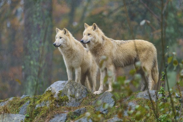 Two wolves standing attentively in the rain on rocks in an autumnal forest, Arctic wolf (Canis