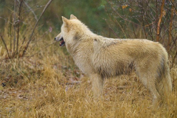 A single wolf standing sideways in the grass, surrounded by autumn vegetation, Arctic wolf (Canis
