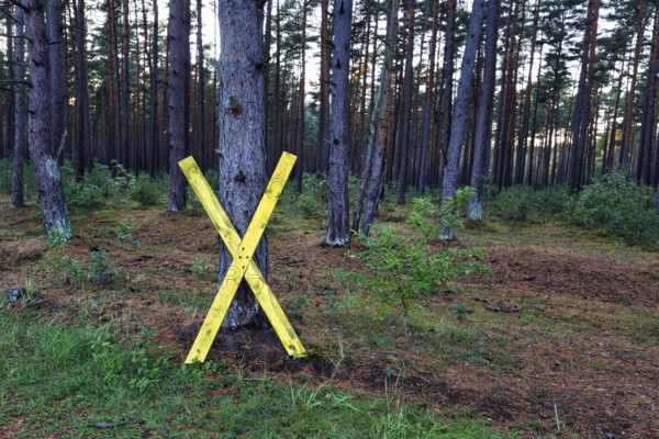 Yellow wooden cross, X on a tree, symbol, resistance against nuclear power, anti-nuclear power