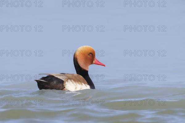 Red-crested pochard (Netta rufina), male, swimming in water, wildlife, animals, duck, Ziggsee, Lake