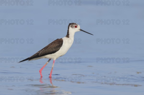 Black-winged Stilt (Himantopus himantopus) standing in shallow water, wildlife, nature photography,