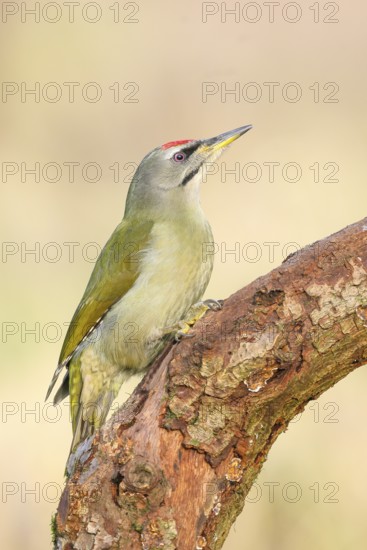 Grey-headed Woodpecker (Picus canus), male sitting on an old branch, Wildlife, Animals, Birds,