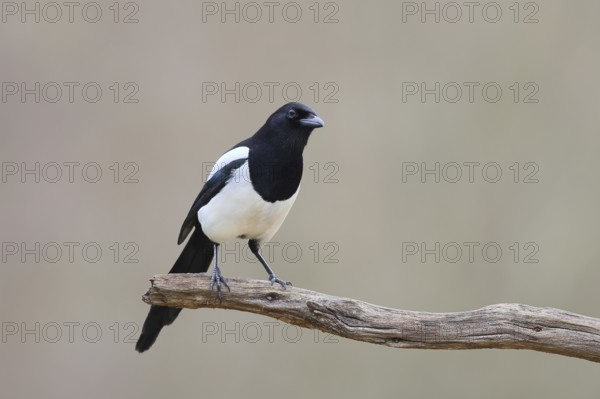 Magpie, (Pica pica) sitting on a branch with black and white feathers, wildlife, corvid, nature