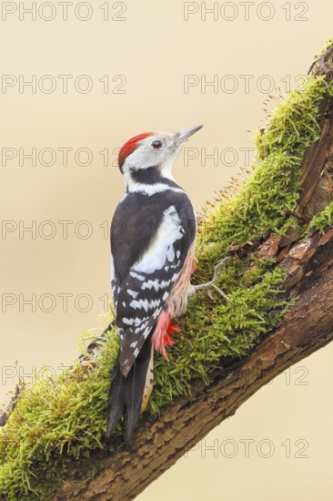 Middle spotted woodpecker (Dendrocopos medius), male sitting on an old branch overgrown with moss,