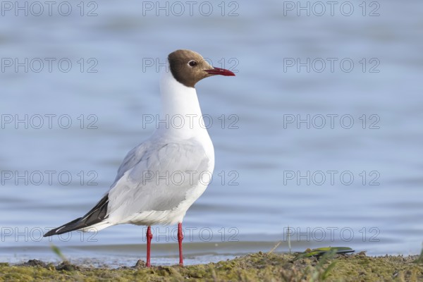 Black-headed Black-headed Gull (Larus ridibundus) standing on the shore, wildlife, nature