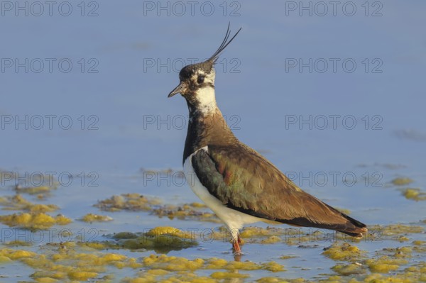 Lapwing (Vanellus vanellus) standing in shallow water, wildlife, nature photography, birds, gulls,